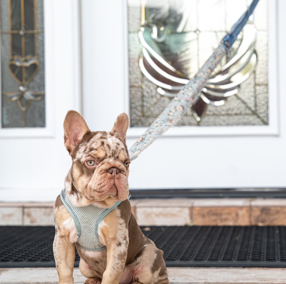 French Bulldog wearing the organic sustainable denim leash
