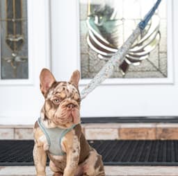 French Bulldog wearing the organic sustainable denim leash