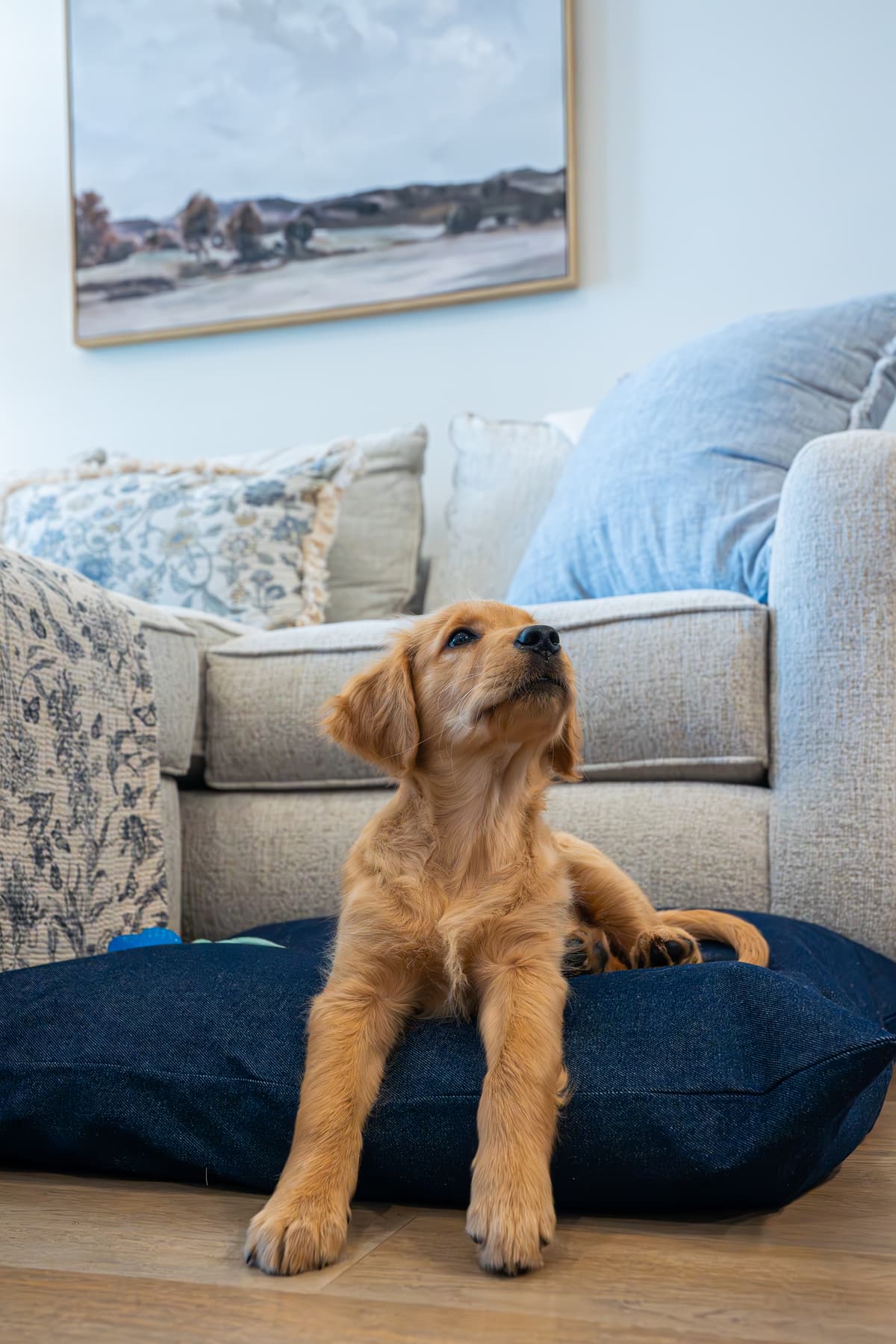 Golden retriever resting on a Dazzling Doggie Duvet