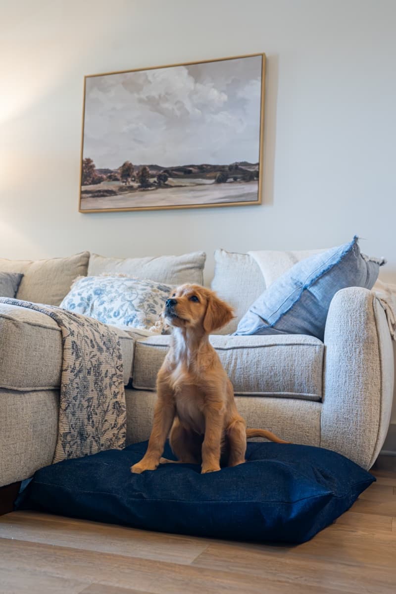 Sitting pretty on his new bed. The denim looks amazing with our living room.