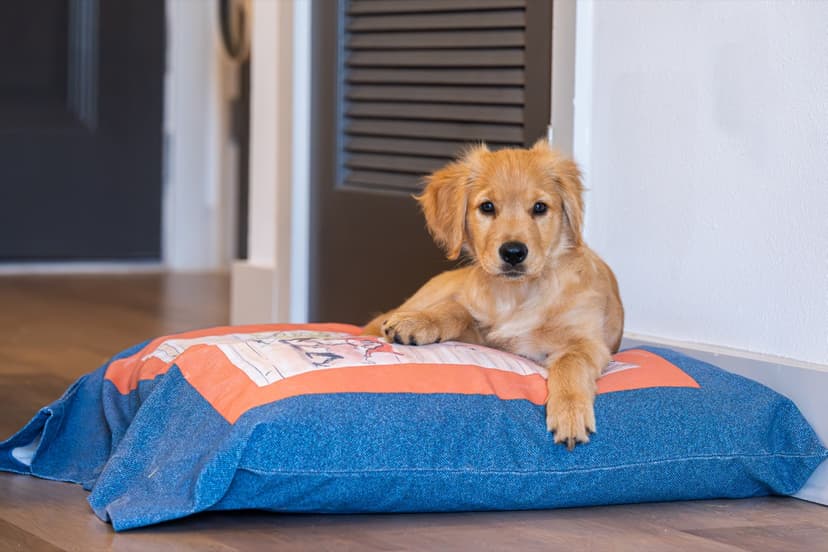 Love the art panel on the Dogs Rule cover — matches his personality perfectly.