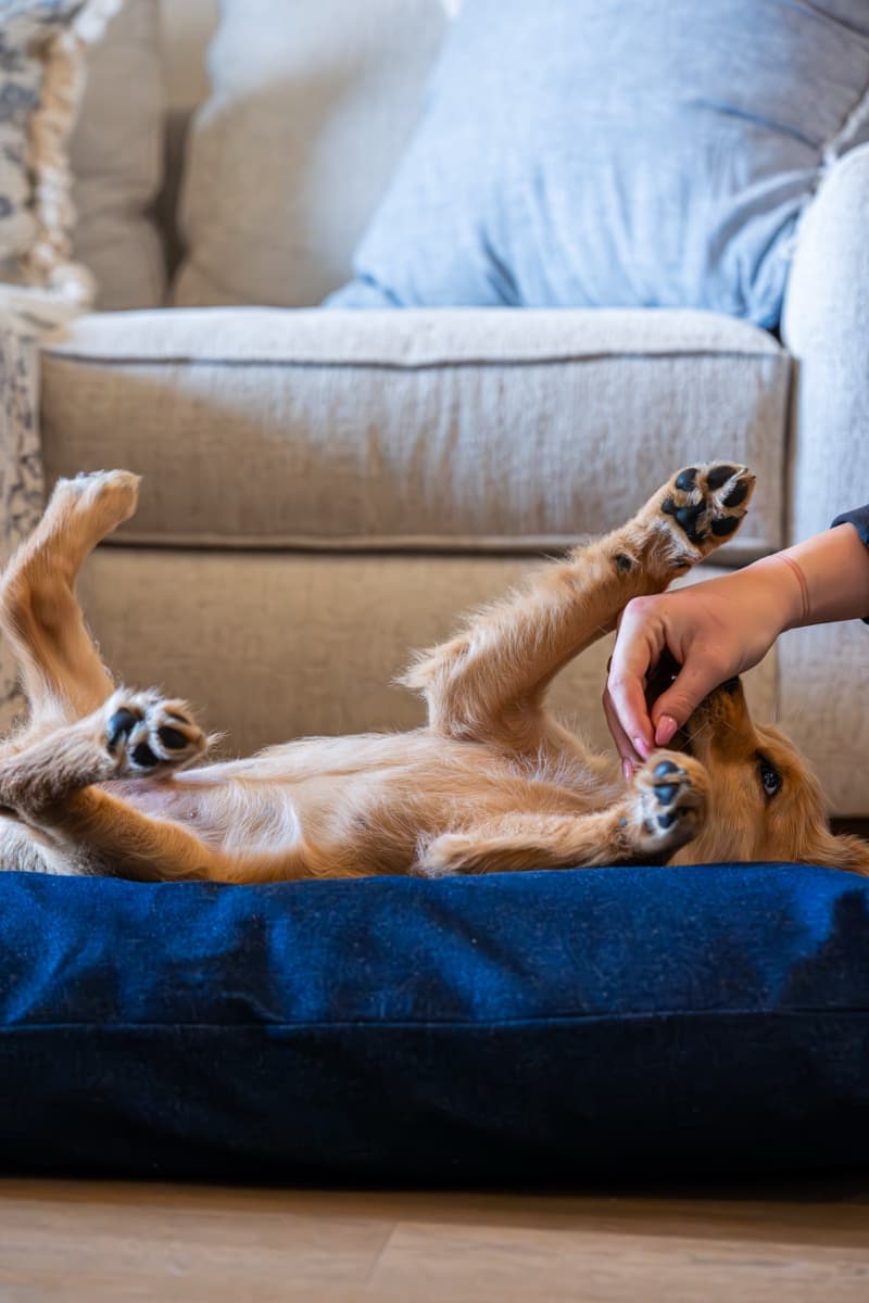 Belly rubs on the denim bed — his absolute favorite spot in the house.