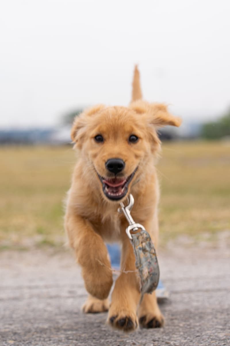 First walk with our new DDD leash — he was ready to GO!