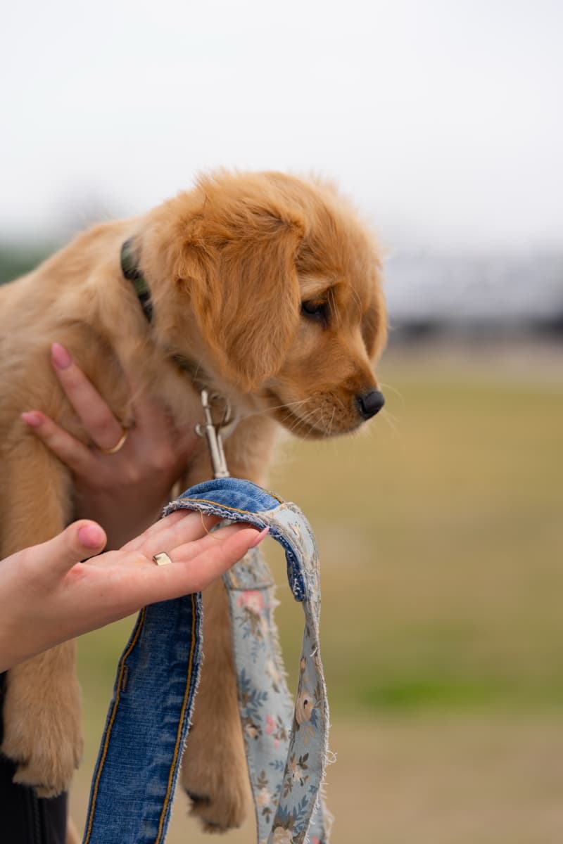 The denim + floral combo on this leash is gorgeous up close.
