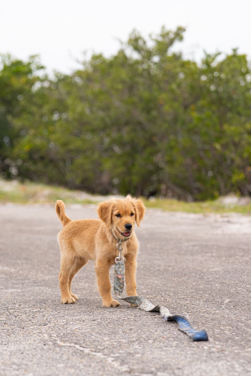Trail-ready! This little guy loves outdoor adventures with his upcycled leash.