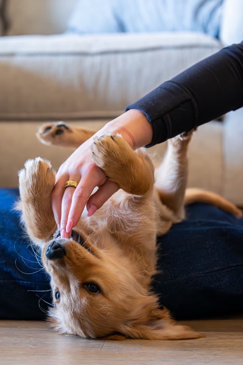 Playtime on the duvet! This bed handles everything he throws at it.