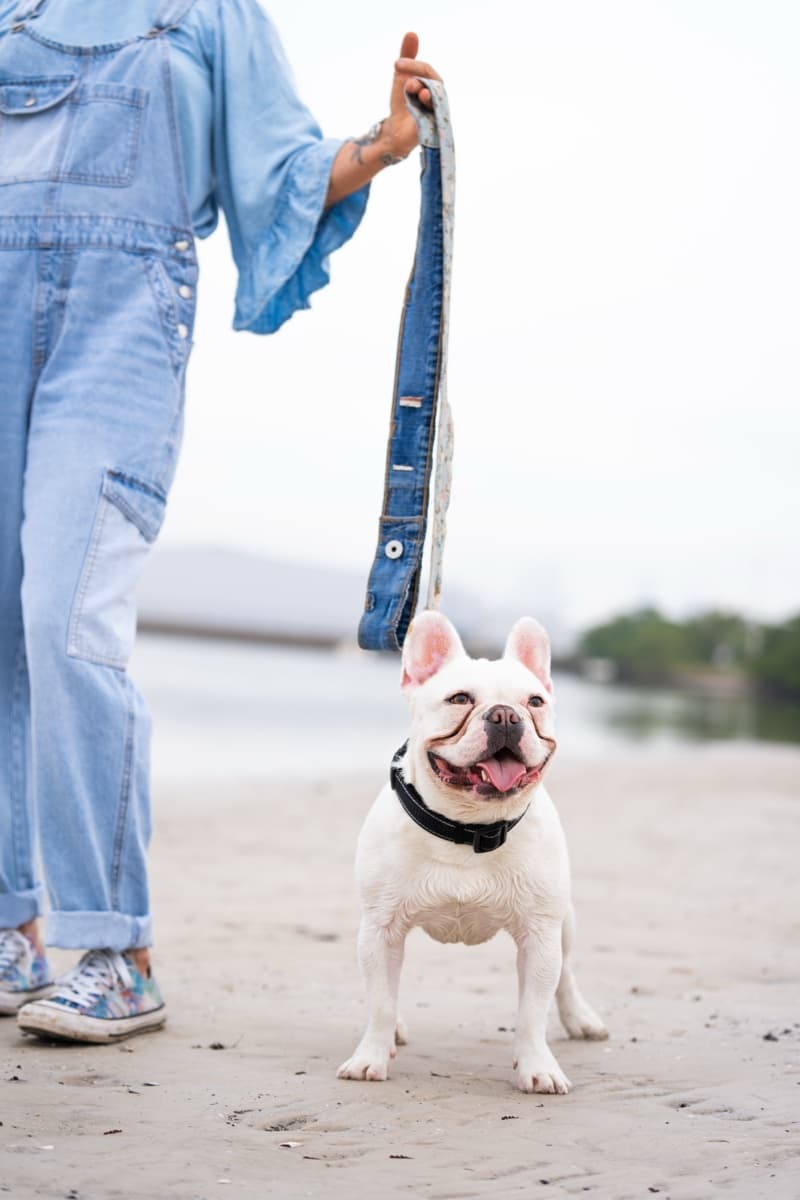 Beach day with our Frenchie and the DDD leash — denim on denim!