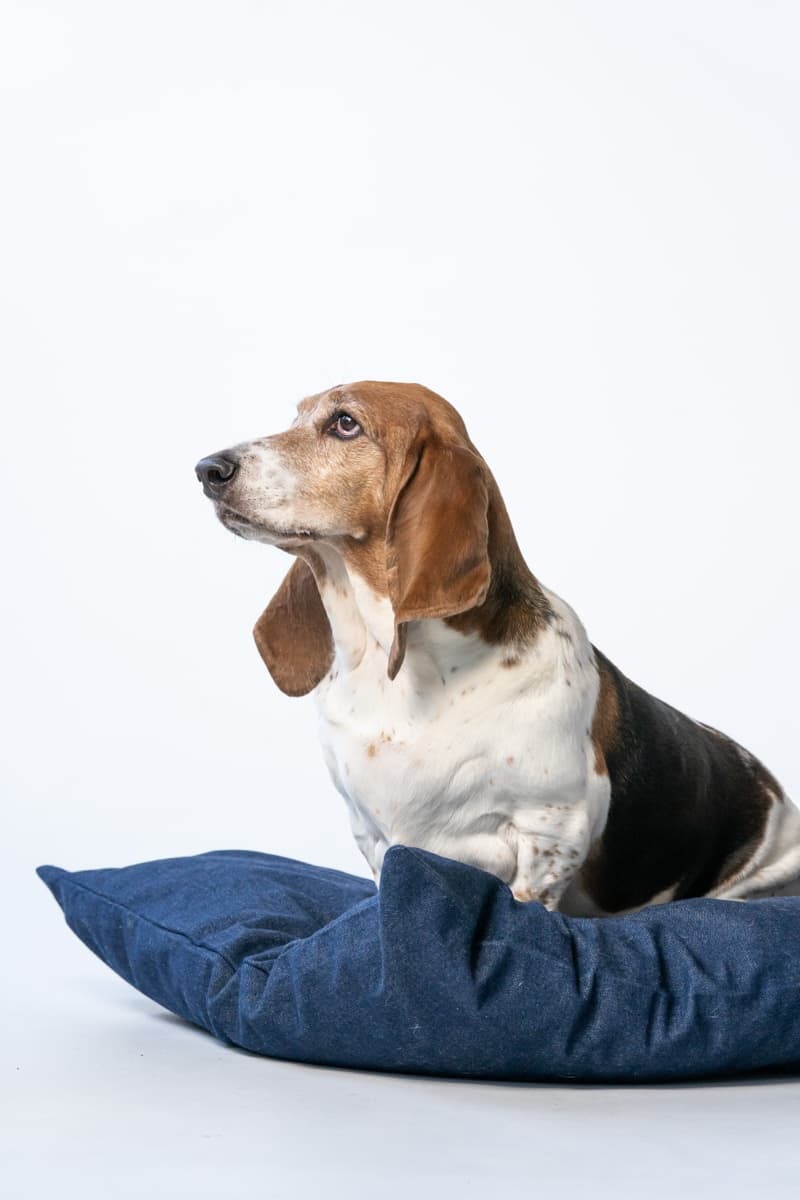 That regal profile! The denim bed is the perfect backdrop.